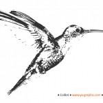 L'algorithme Hummingbird (Colibri) de Google