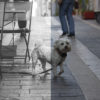 Before / After Black and White lightroom 60's preset