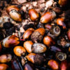 Fallen acorns - Dark & Moody Lightroom presets