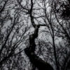 Trees - Dark & Moody Lightroom presets