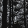 Dark trees in winter - Dark & Moody Lightroom presets